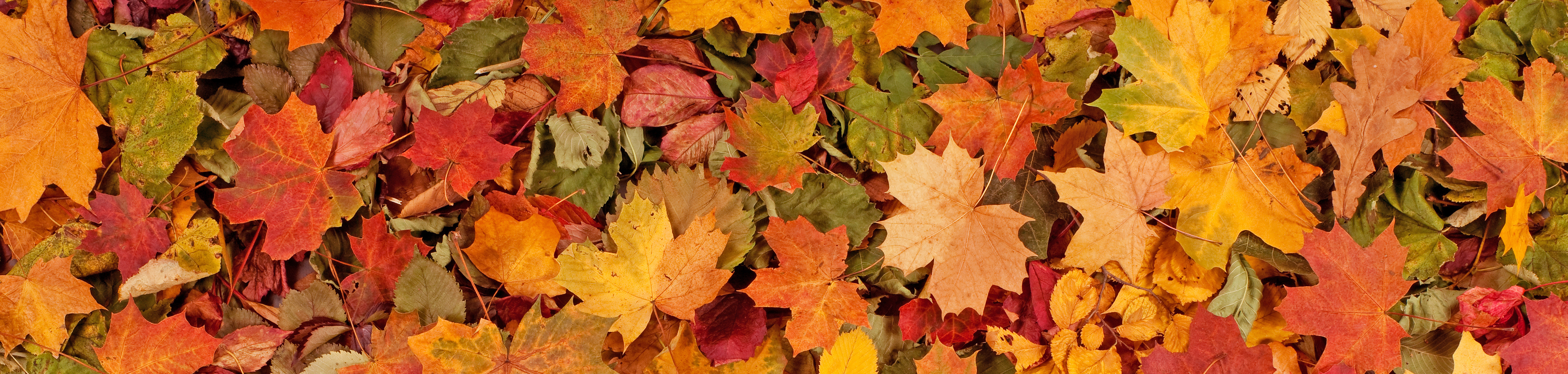 Fall Leaves Twitter Headers